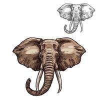 Elephant isolated sketch of african mammal animal vector