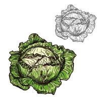 Cabbage vector sketch vegetable icon