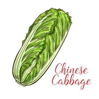 Chinese cabbage vector sketch vegetable icon