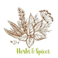 Herbs and spices sketch with basil and rosemary vector