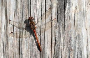 A common darter sits on a weathered log in the sun and is photographed from above. photo