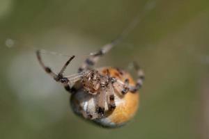 a brown garden spider  with a large plump body hangs on a thin silk thread, against a green background in nature. You can see the spider from the front photo