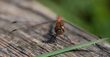 Close up of a dragonfly photographed from the front. The focus is on the compound eyes. The wings are open. photo