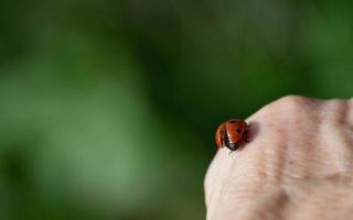 a small red ladybug with seven spots sits on the back of an elderly woman's hand and opens its wings to fly. The background is green with space for text. photo