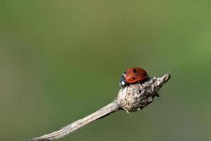 a small red ladybug, a seven-spot, on a dry branch, against a green background with space for text photo