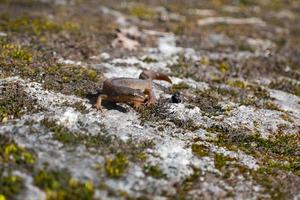 un hermoso lagarto marrón disfruta del sol. yace sobre una piedra gris foto