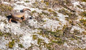 un hermoso lagarto marrón disfruta del sol. yace sobre una piedra gris foto