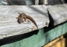 un hermoso lagarto marrón disfruta del sol. yace sobre una piedra gris foto