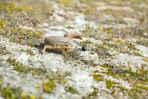 un hermoso lagarto marrón disfruta del sol. yace sobre una piedra gris foto