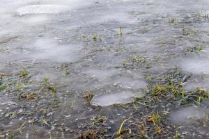 textura de hierba que crece a través de la primavera de nieve foto