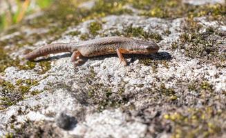 un hermoso lagarto marrón disfruta del sol. yace sobre una piedra gris foto