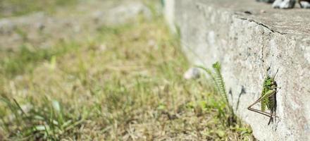 Grasshopper on a white wall with copy space photo