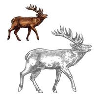 Roaring deer sketch animal with large antlers vector