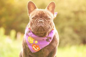 un perro en un pañuelo para halloween. bulldog francés en el fondo de la naturaleza. foto