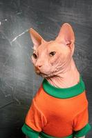 Sphynx cat in an orange T-shirt on a black background. Portrait of a bald cat. photo