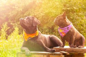 un perro labrador con una bandana naranja de halloween y un bulldog francés con una bandana. dos perros. foto