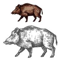 Boar aper muzzle vector sketch wild animal