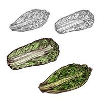 Chinese cabbage vector sketch vegetable icon