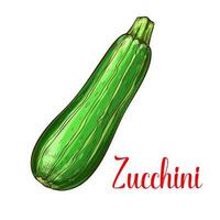 Zucchini squash vector sketch vegetable icon