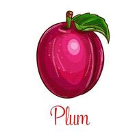 Plum vector fruit sketch isolated icon