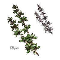 Thyme spice herb sketch of green branch with leaf vector