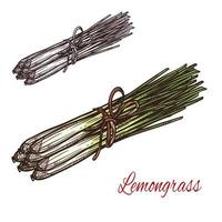 Lemongrass plant sketch of fresh culinary herb vector