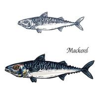 Mackerel fish vector isolated sketch icon