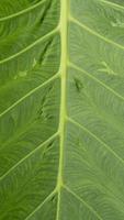 Nature of branch pattern on green leaf background. for background and textured. photo