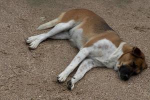 Thai breed of dog lying on the ground. white with brown stripes. photo