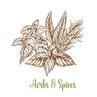 Spices and herbs seasonings vector sketch