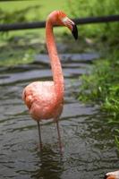 Greater Flamingo, Phoenicopterus ruber, beautiful pink big bird photo