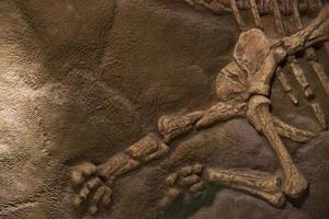 Dinosaur fossil for background photo