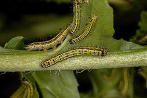 Great Southern White Butterfly Caterpillar photo