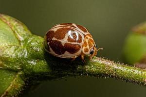 Adult Common Lady Beetle photo