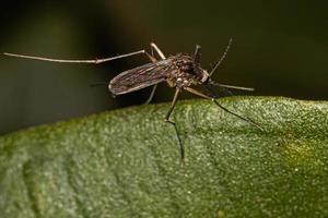 Adult Female Culicine Mosquito photo