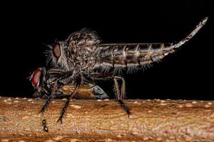 Adult Female Robber Fly photo