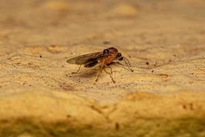 Male Adult Myrmicine Ant photo