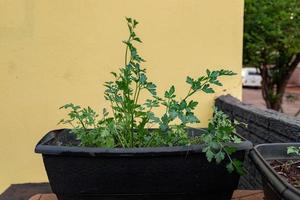 Garden Parsley Leaves photo