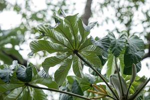 Pumpwood plant leaves photo