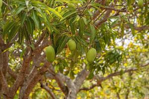 Mango tree with fruits photo