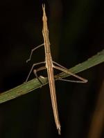 saltamontes palo neotropical foto