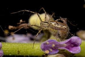 Adult Lynx Spider photo