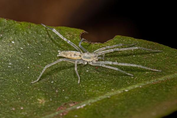Small Ghost Spider 13070605 Stock Photo at Vecteezy Small Ghost Spider 13070605 Stock Photo at Vecteezy