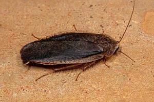 Adult Giant Cockroach photo