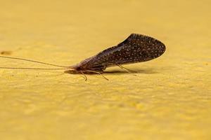 Adult Spiral Caddisfly Insect photo