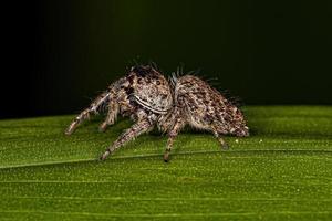 pequeña araña saltadora foto