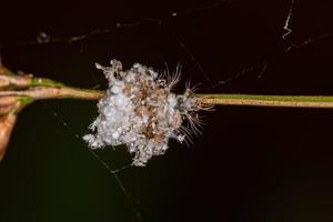 Green Lacewing Larva photo