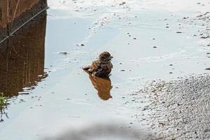 Adult Male House Sparrow Bird photo