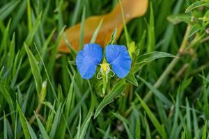 Small Dayflower Plant photo