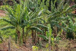 small plantation with banana trees photo